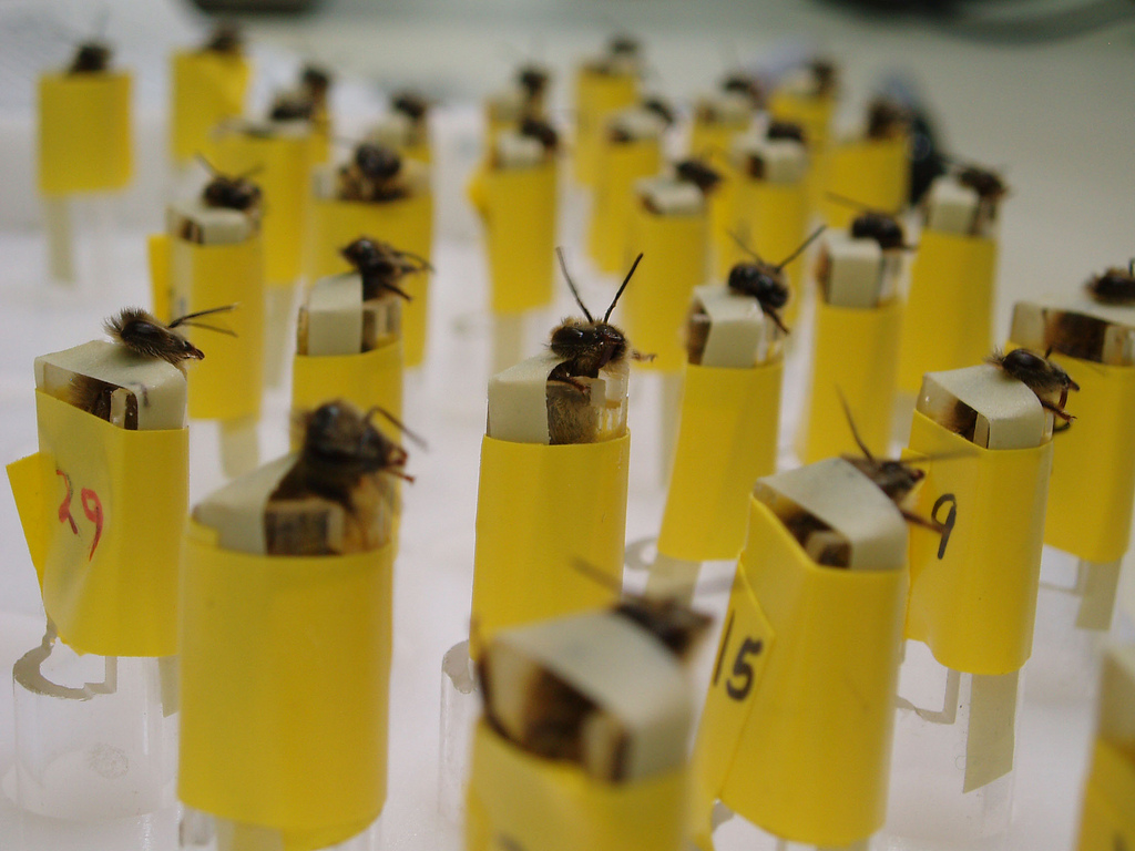 Bomb-sniffing bees. Image via the Los Alamos National Laboratory’s Stealthy Insect Sensor Project