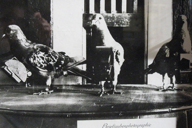 Turn-of-the-last-century pigeons, outfitted with miniature spy cameras Credit Wikimedia Commons.